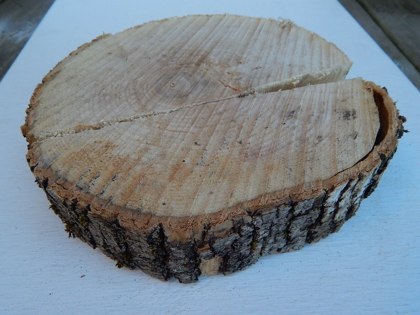 Ash Wood Log Slice Turning Natural Live Edge Decor Broken 9"d 2"thick